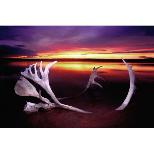 Canada, Whitefish Lake Sunset on caribou antlers
